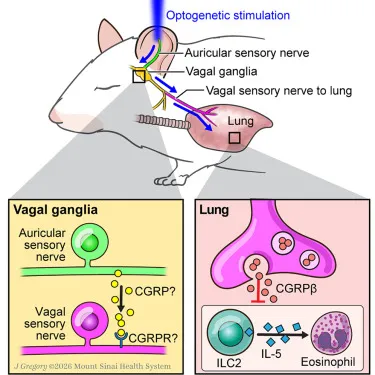 Activation of the auricular vagus nerve reflex suppresses airway inflammation