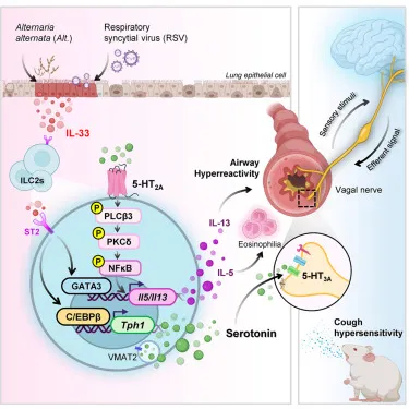 A pulmonary innate lymphoid cell-driven serotonergic neuroimmune axis orchestrates airway hyperreactivity and cough hypersensitivity