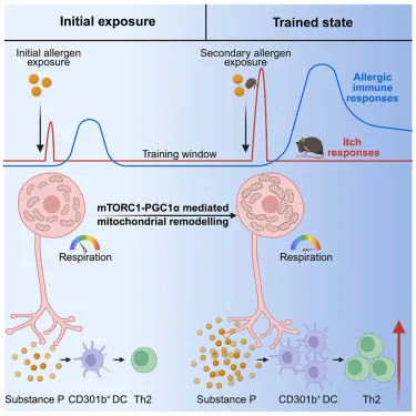 Sensory neuronal mTORC1 kinase signaling establishes neuroimmune memory that initiates allergic immunity