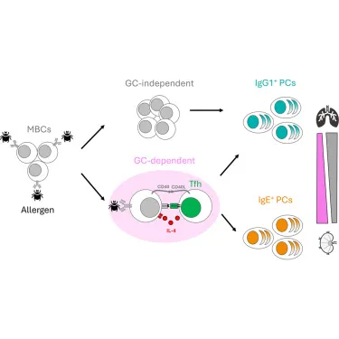 Germinal center interleukin-4 microniches drive tissue divergence of IgE memory B cell responses